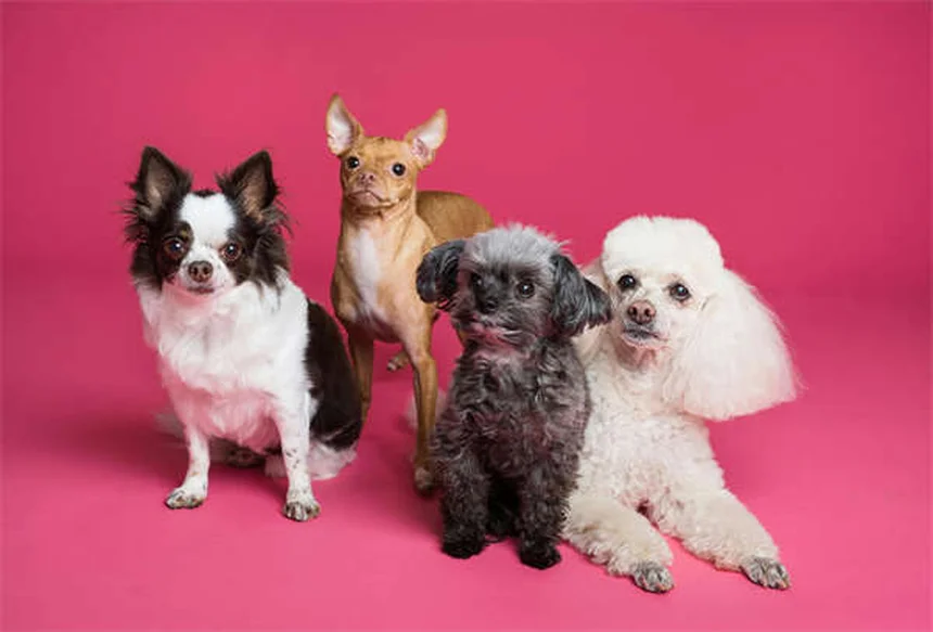 Come insegnare al cucciolo a non fare pipì in casa: 5 truppi infallibili