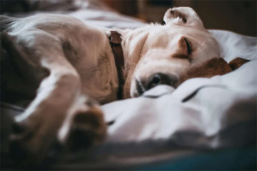Come insegnare al cucciolo a non fare pipì in casa: 5 truppi infallibili