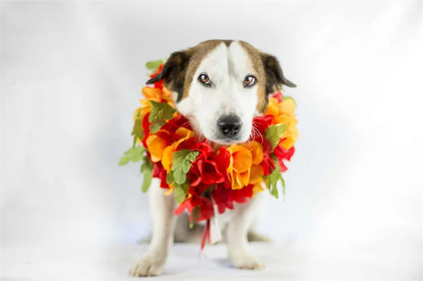 Come Prepararsi al Parto del Cane: Guida Completa alla Whelping