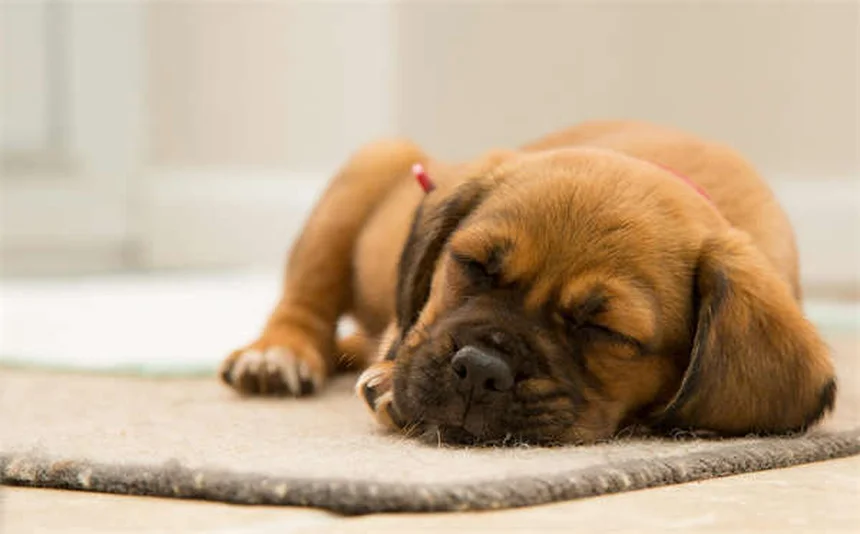 Come eliminare le pulci dal cane: 5 metodi efficaci testati