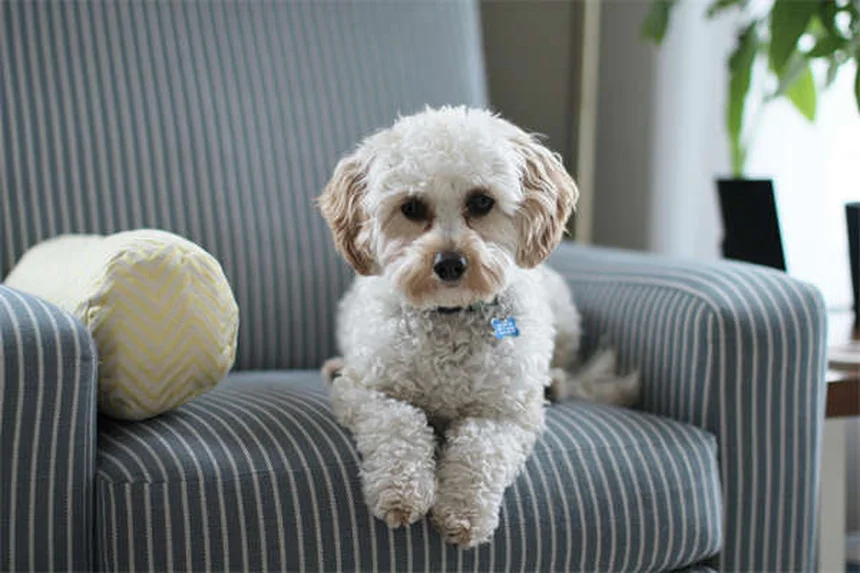 Ondansetron per cani e gatti: guida completa all'uso
