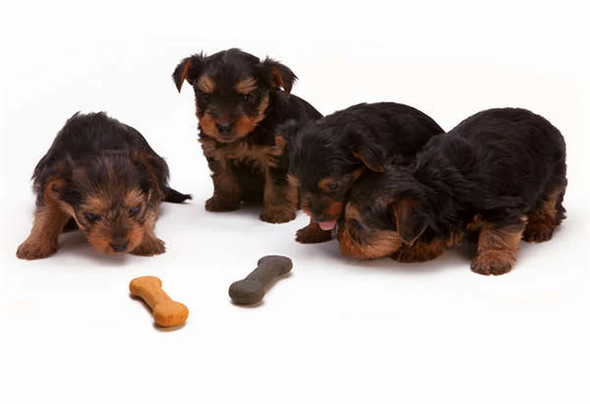 Ondansetron per cani e gatti: guida completa all'uso