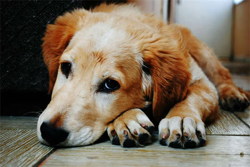 Deungulare i gatti: 5 alternative naturali per evitare questa pratica crudele