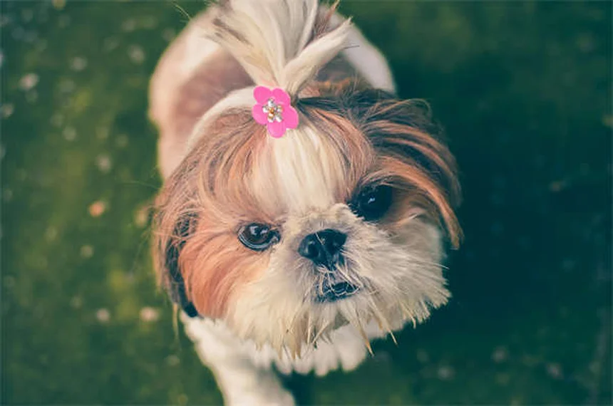 Deungulare i gatti: 5 alternative naturali per evitare questa pratica crudele