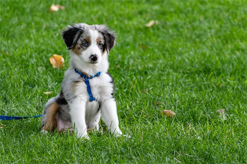 Test per la filaria nei cani: tutto quello che devi sapere