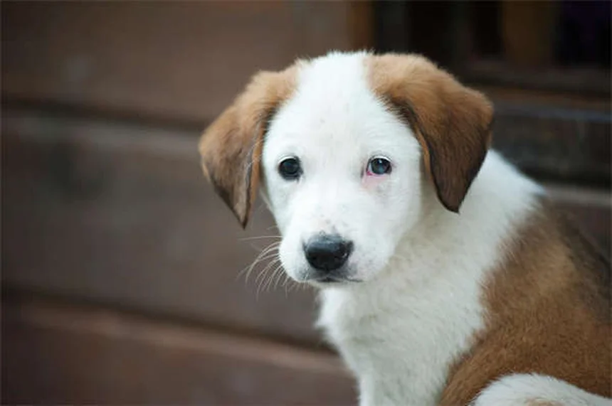 Test per la filaria nei cani: tutto quello che devi sapere