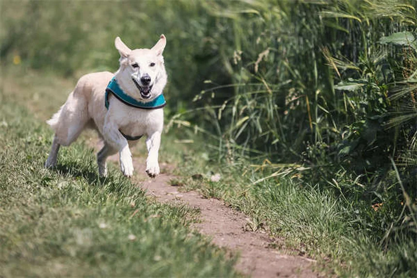 Perché il mio cane striscia il sedere? Cause e rimedi efficaci