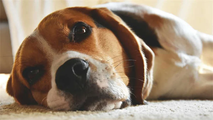 Perché il mio cane striscia il sedere? Cause e rimedi efficaci