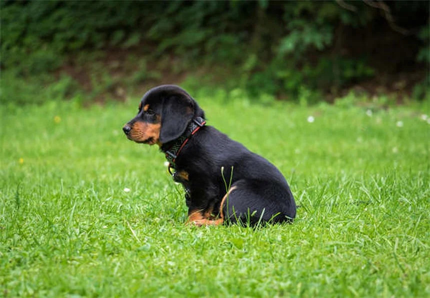 Perché il mio cane striscia il sedere? Cause e rimedi efficaci