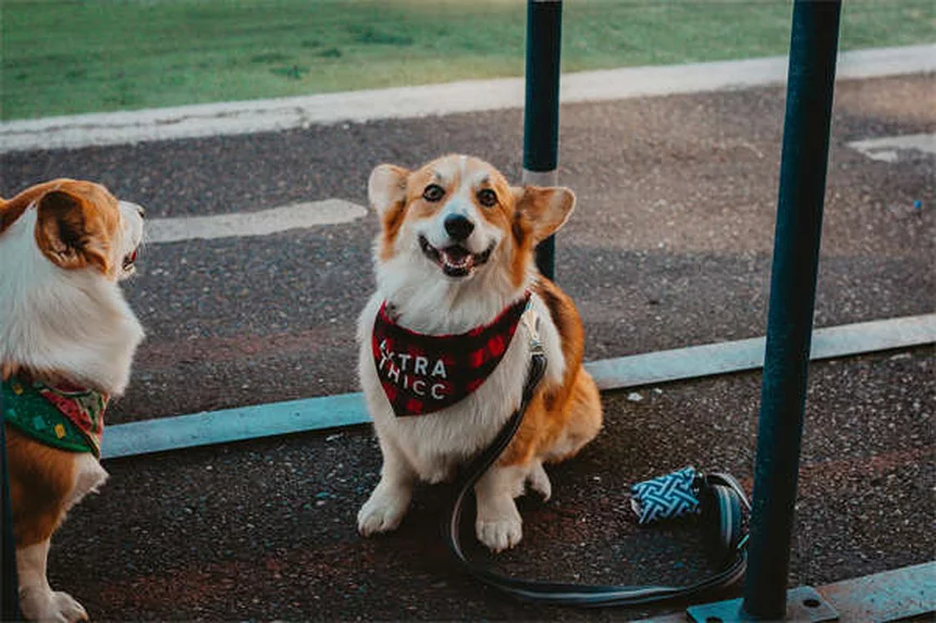 Perché il mio cane striscia il sedere? Cause e rimedi efficaci