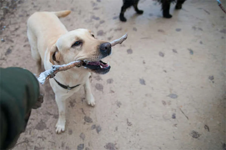 Cani Velcro: Perché il Tuo Cane Ti Segue Ovunque e Come Gestirlo