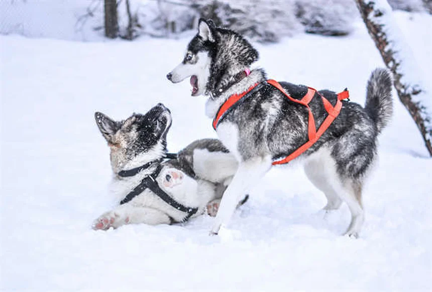 Cani Velcro: Perché il Tuo Cane Ti Segue Ovunque e Come Gestirlo