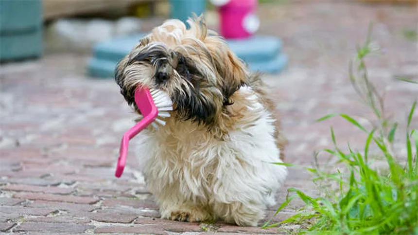 Come trovare il veterinario perfetto: 5 consigli essenziali