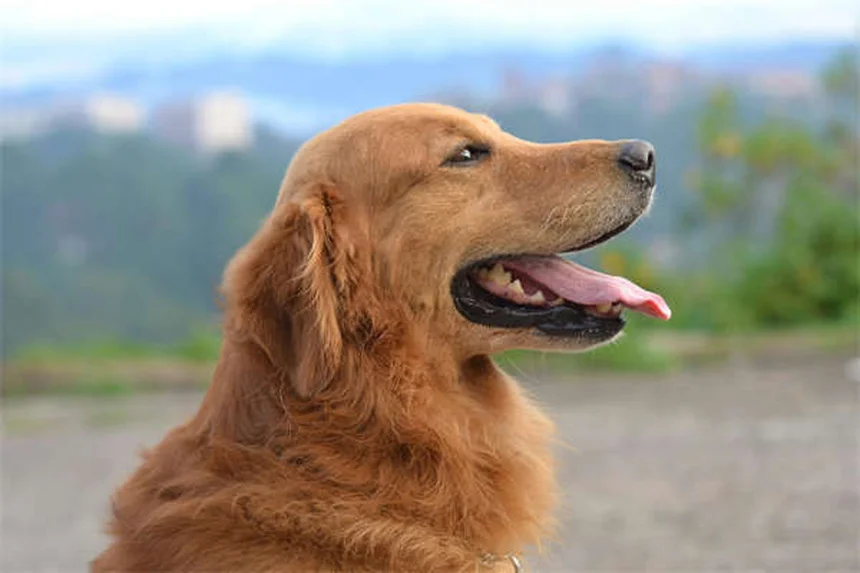 I migliori cani da soccorso: razze e segreti degli eroi a 4 zampe
