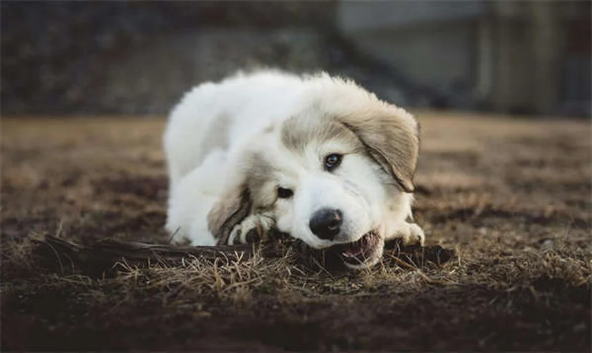 Prodotti ecologici per cani: guida completa ai migliori acquisti sostenibili