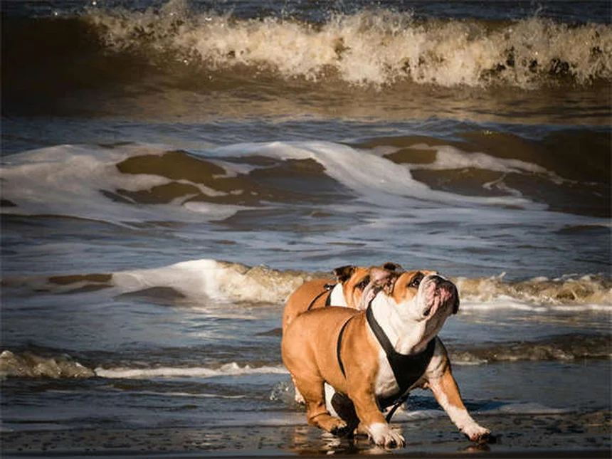 Prodotti ecologici per cani: guida completa ai migliori acquisti sostenibili