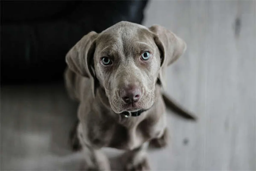 Perché il cane perde pelo? Cause e soluzioni per la muta