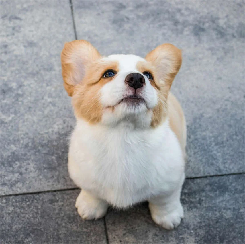 Perché il cane perde pelo? Cause e soluzioni per la muta