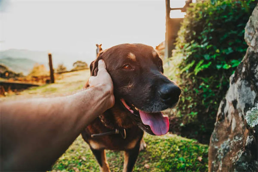Perché il cane perde pelo? Cause e soluzioni per la muta