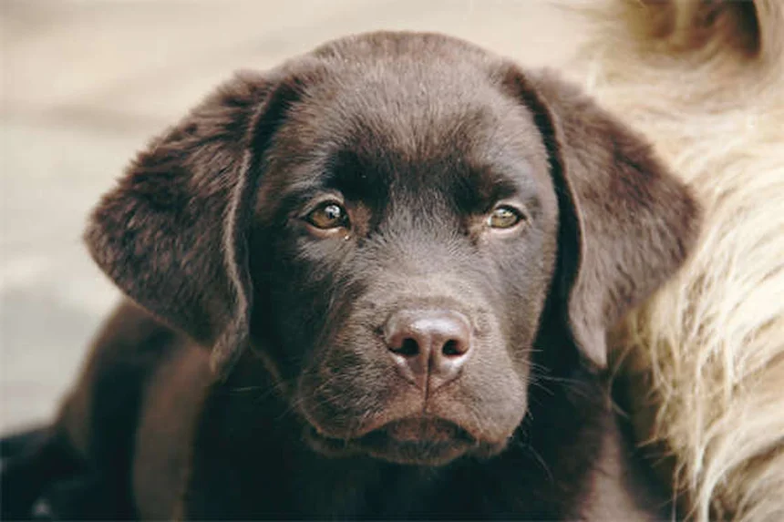Come proteggere cani e gatti dai pericoli invernali: guida pratica