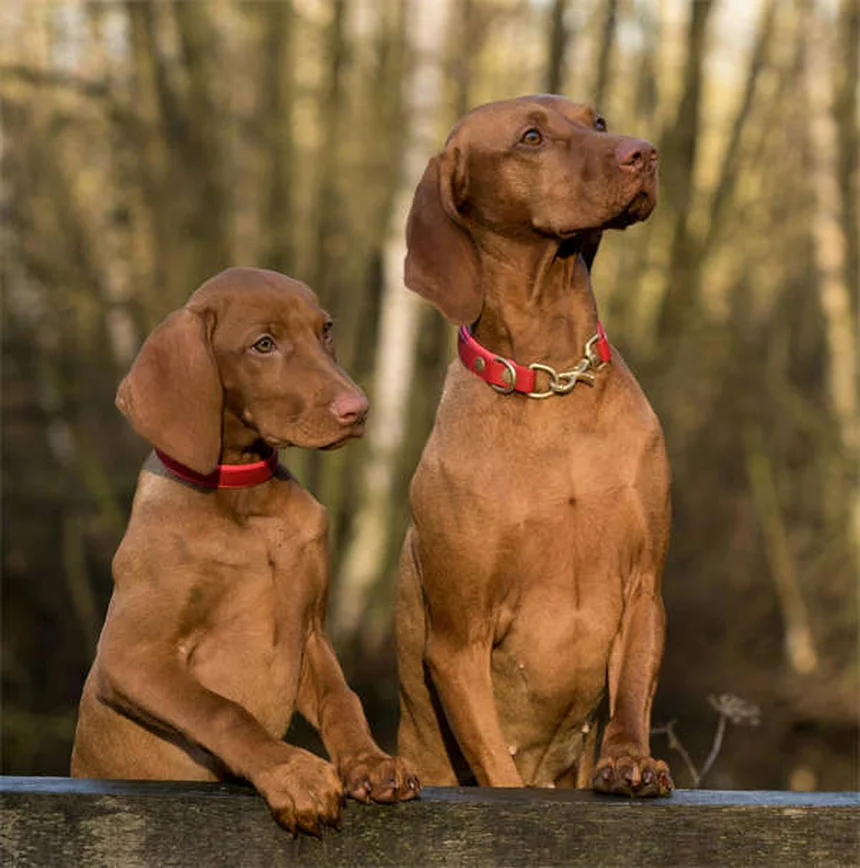 Come pulire il lettino del cane: guida completa per eliminare germi e batteri