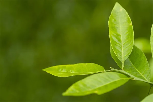 Terapia equestre: 5 benefici sorprendenti per mente e corpo