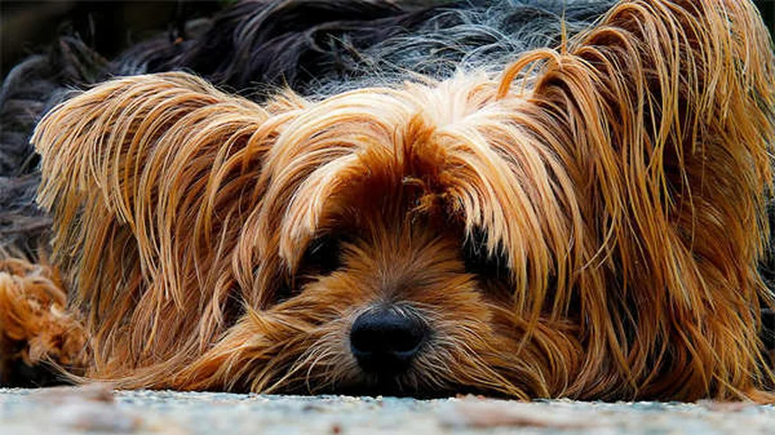 Terapia equestre: 5 benefici sorprendenti per mente e corpo