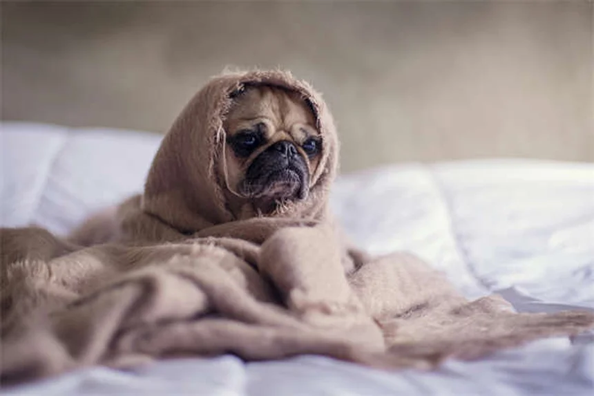 Come proteggere il tuo cane dalle zecche: guida completa per il New England