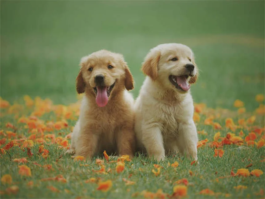Come dare una pillola al cane: 5 trucchi infallibili che funzionano davvero