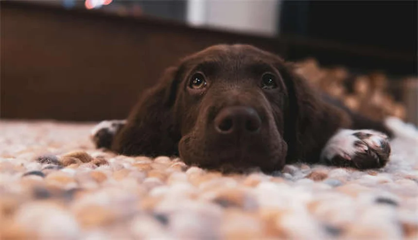 Kit Pronto Soccorso Animali: 10 Cose Fondamentali da Avere