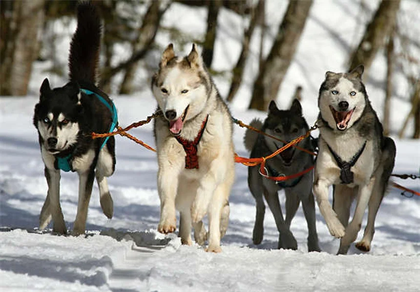 Come proteggere il tuo cane durante la caccia: 8 consigli salva-vita