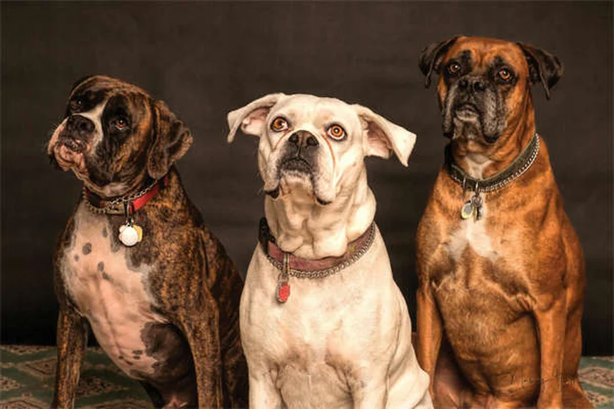 Come riconoscere e aiutare un animale domestico con storia di abusi