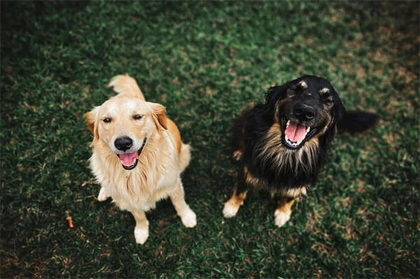 Come riconoscere e aiutare un animale domestico con storia di abusi