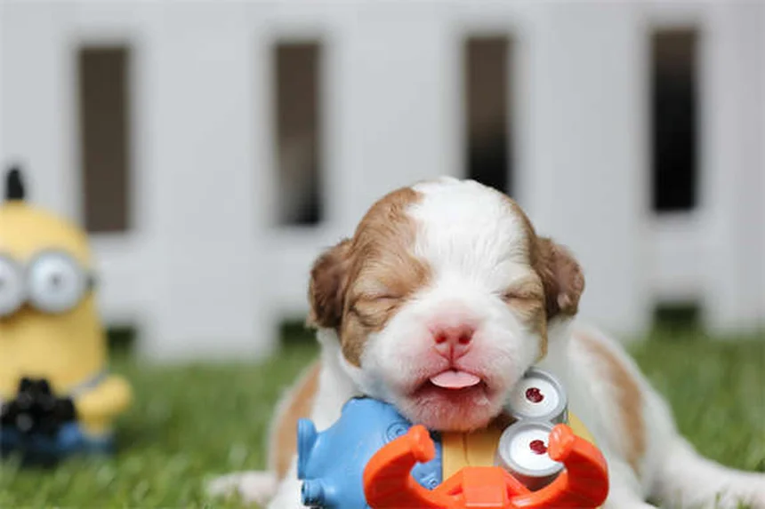 Piante Natalizie Tossiche per Cani: Guida Completa per Proteggere Fido