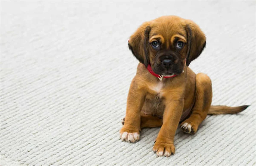Fluconazolo per cani: guida completa all'uso e dosaggio