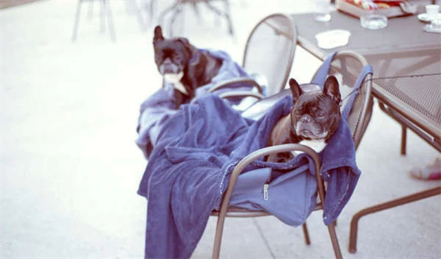 Aborto nelle cavalle: cause, sintomi e prevenzione