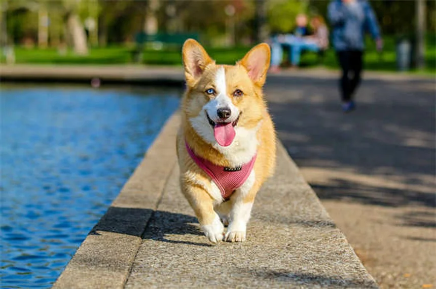 Quante volte portare a spasso il cane? Guida pratica per padroni italiani