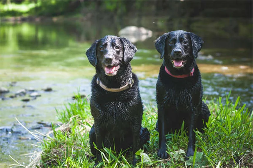 Quante volte portare a spasso il cane? Guida pratica per padroni italiani