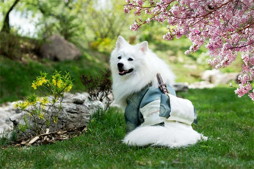 Come Scegliere l'Imbracatura Perfetta per il Tuo Cane: Guida Completa