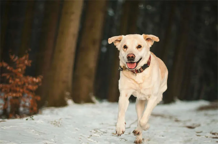 Sterilizzazione cani: tutto quello che devi sapere sui benefici