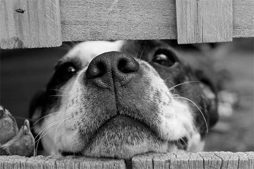 Sterilizzazione cani: tutto quello che devi sapere sui benefici