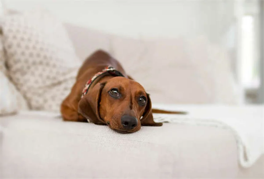 Perché i cani scodinzolano? Scopri il loro linguaggio segreto!