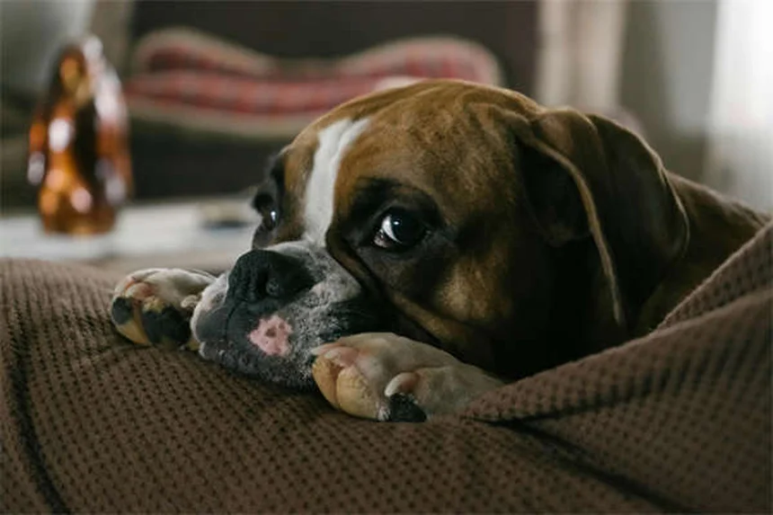 Toltrazuril per cani e gatti: Guida completa all'uso e benefici