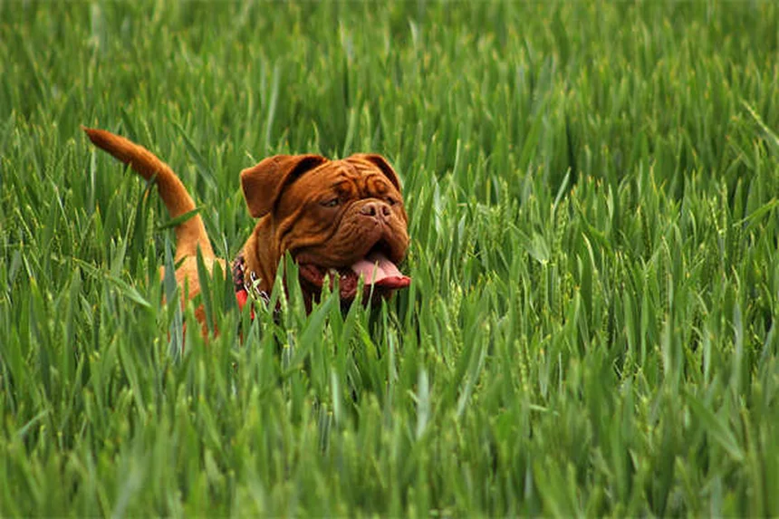 Toltrazuril per cani e gatti: Guida completa all'uso e benefici