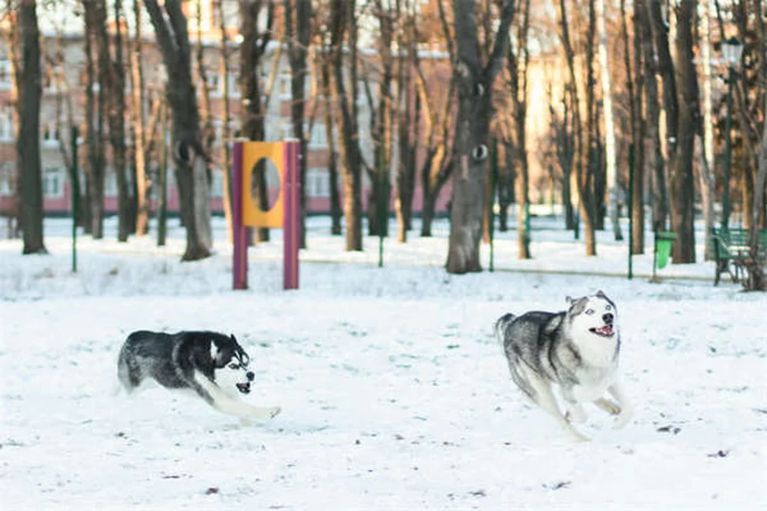 Come tenere al sicuro il tuo cane quando sei fuori casa: 7 consigli pratici